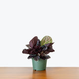 Calathea Dottie — 6” Pot