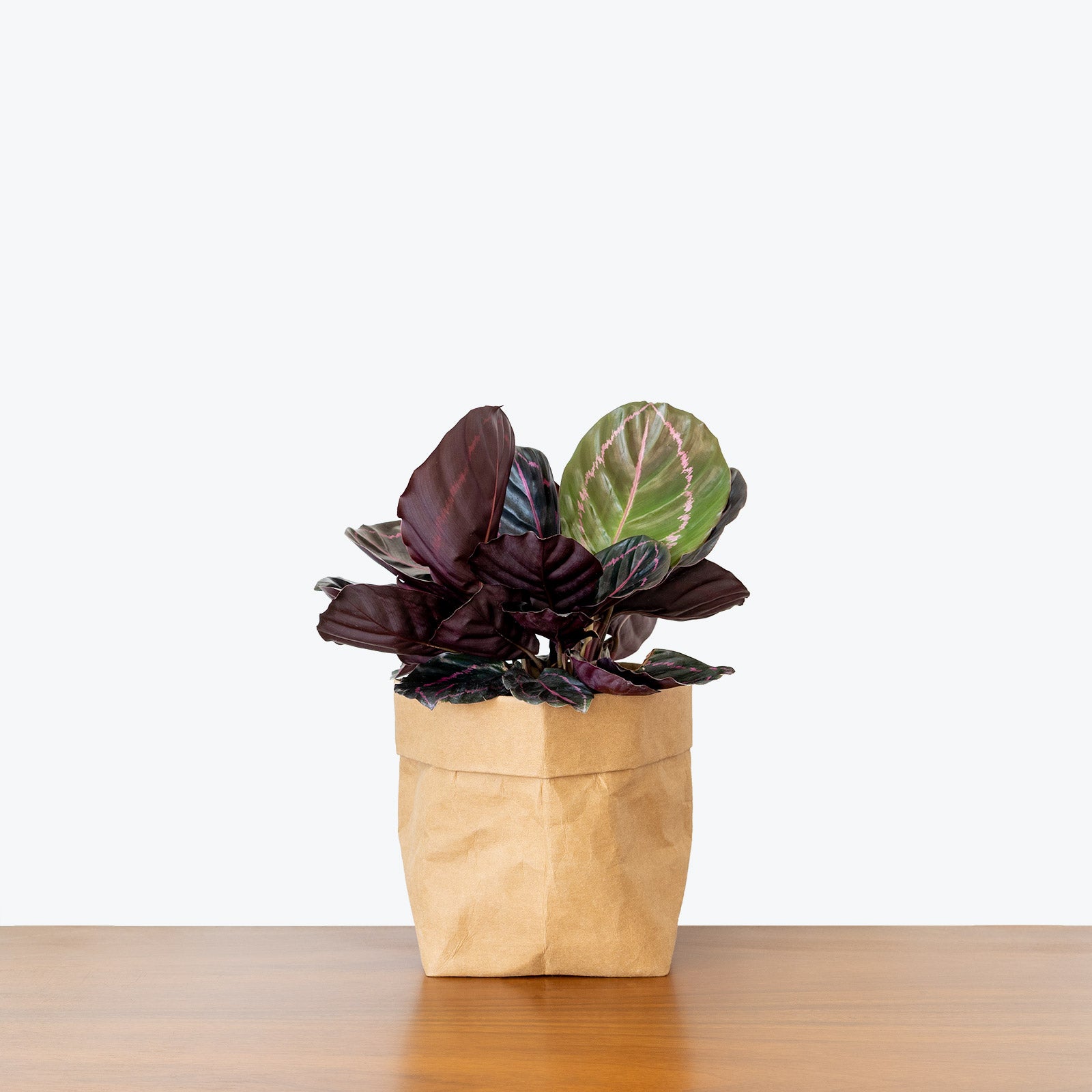 Calathea Roseopicta Dottie - Toronto House Plant Delivery - JOMO Studio