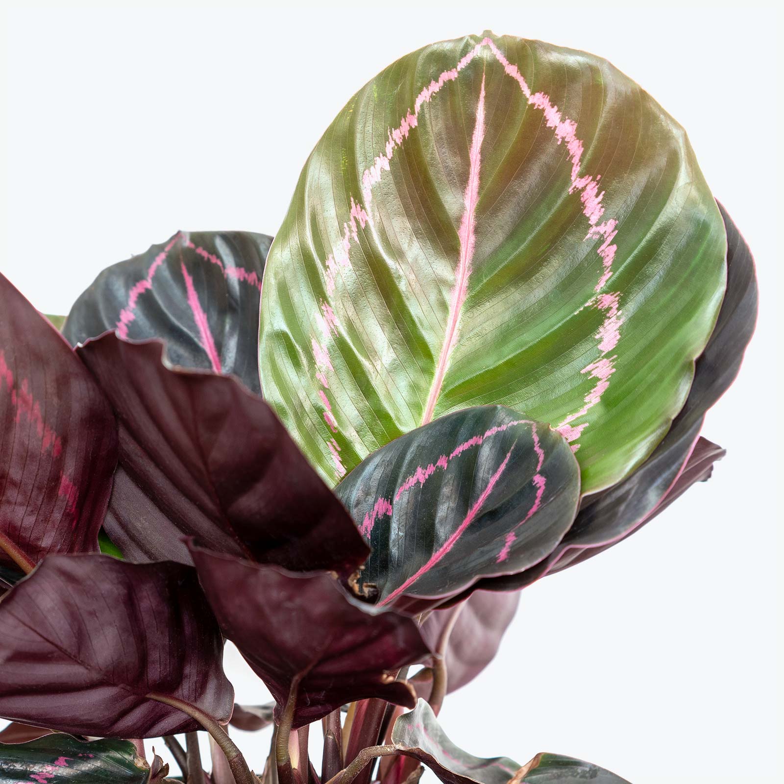 Calathea Roseopicta Dottie - Toronto House Plant Delivery - JOMO Studio