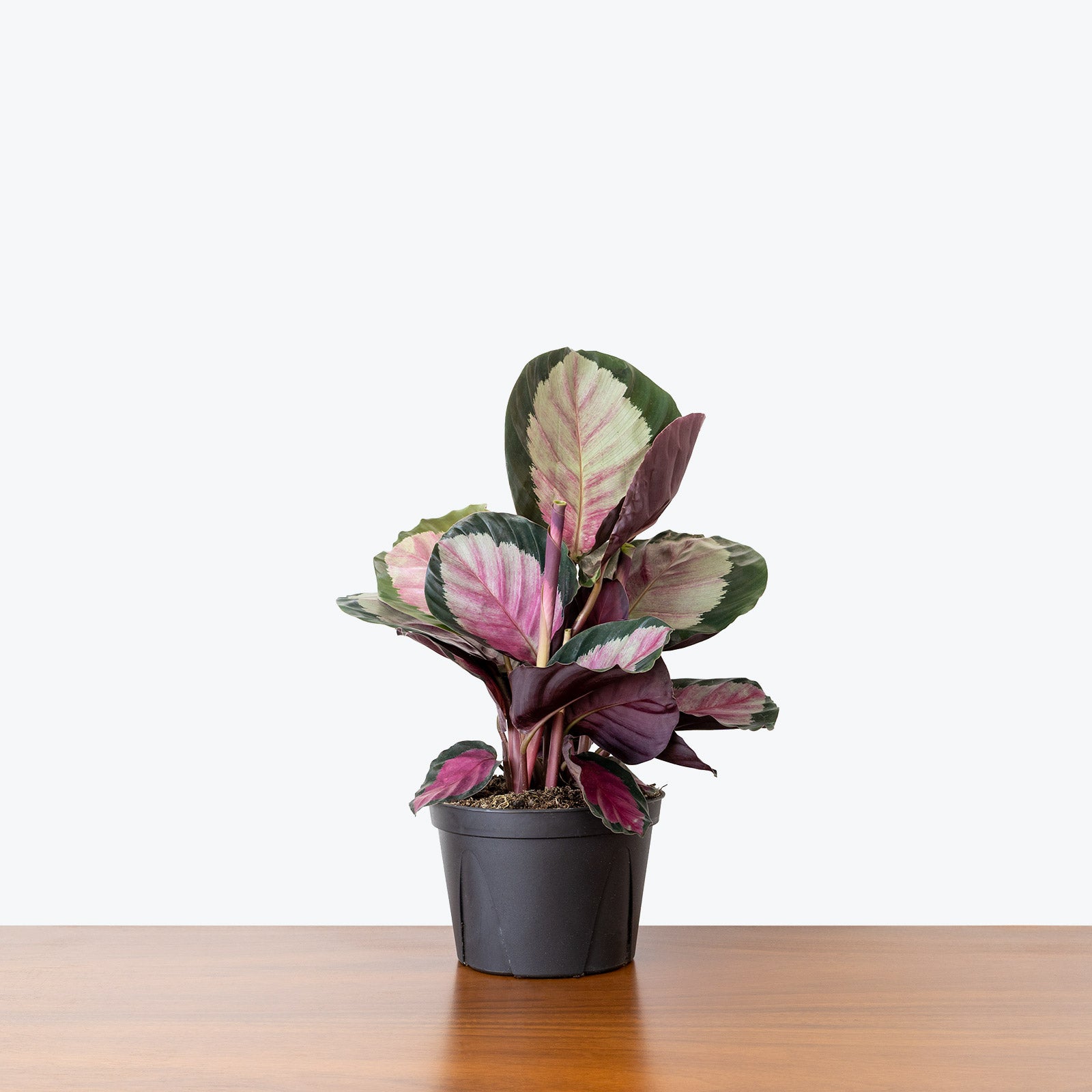 Calathea Rosy - Toronto House Plant Delivery - JOMO Studio