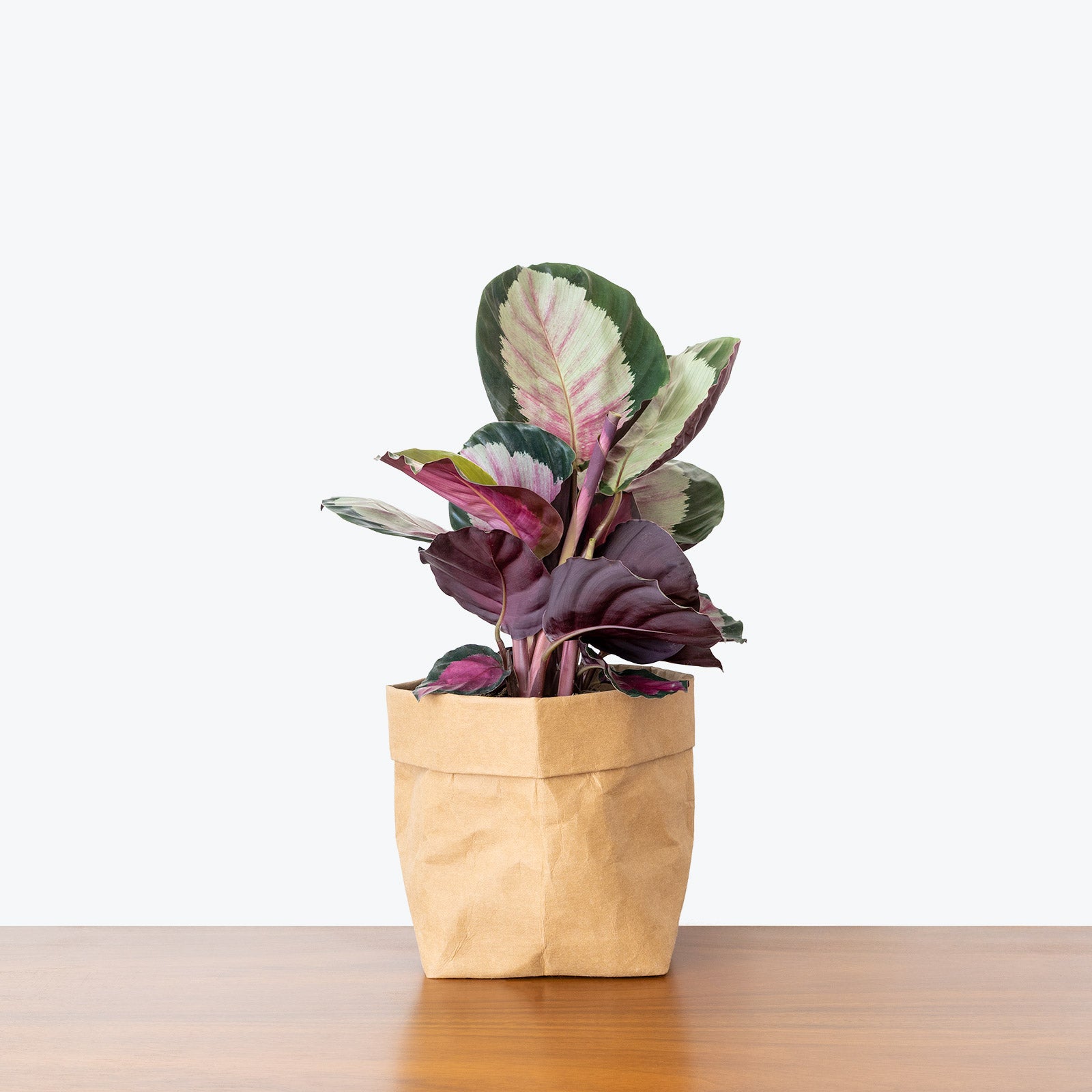 Calathea Rosy - Toronto House Plant Delivery - JOMO Studio