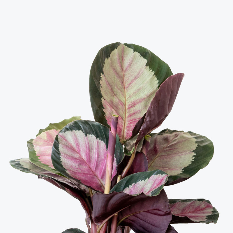 Calathea Rosy - Toronto House Plant Delivery - JOMO Studio