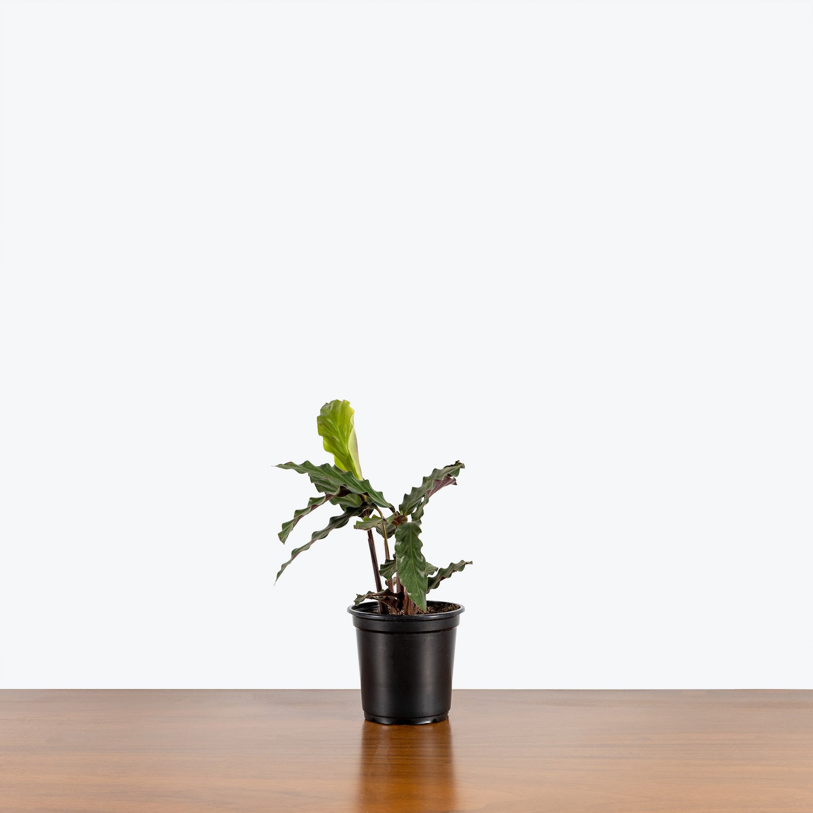 Calathea Rufibarba Velvet - Toronto House Plant Delivery - JOMO Studio