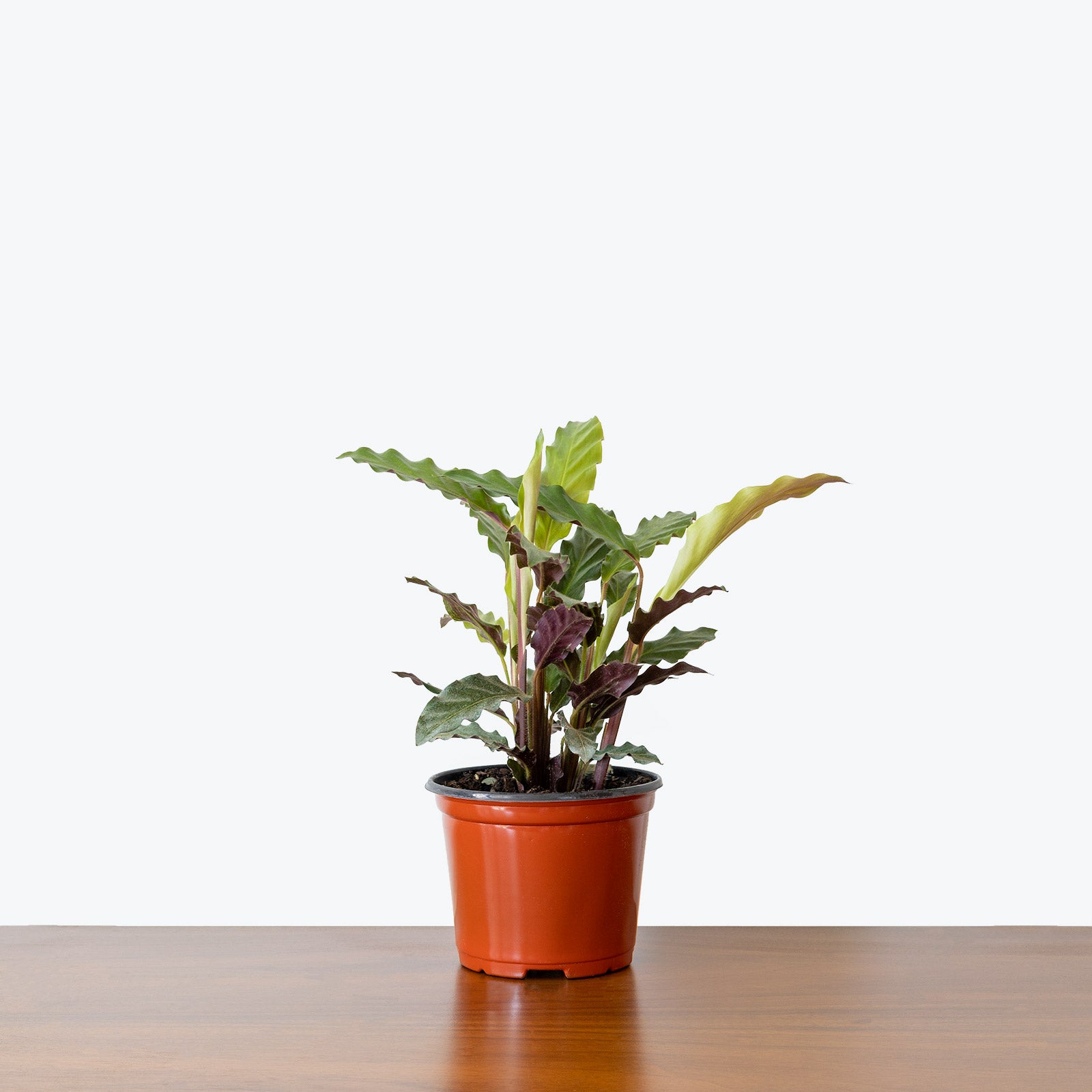 Calathea Rufibarba Velvet - Toronto House Plant Delivery - JOMO Studio