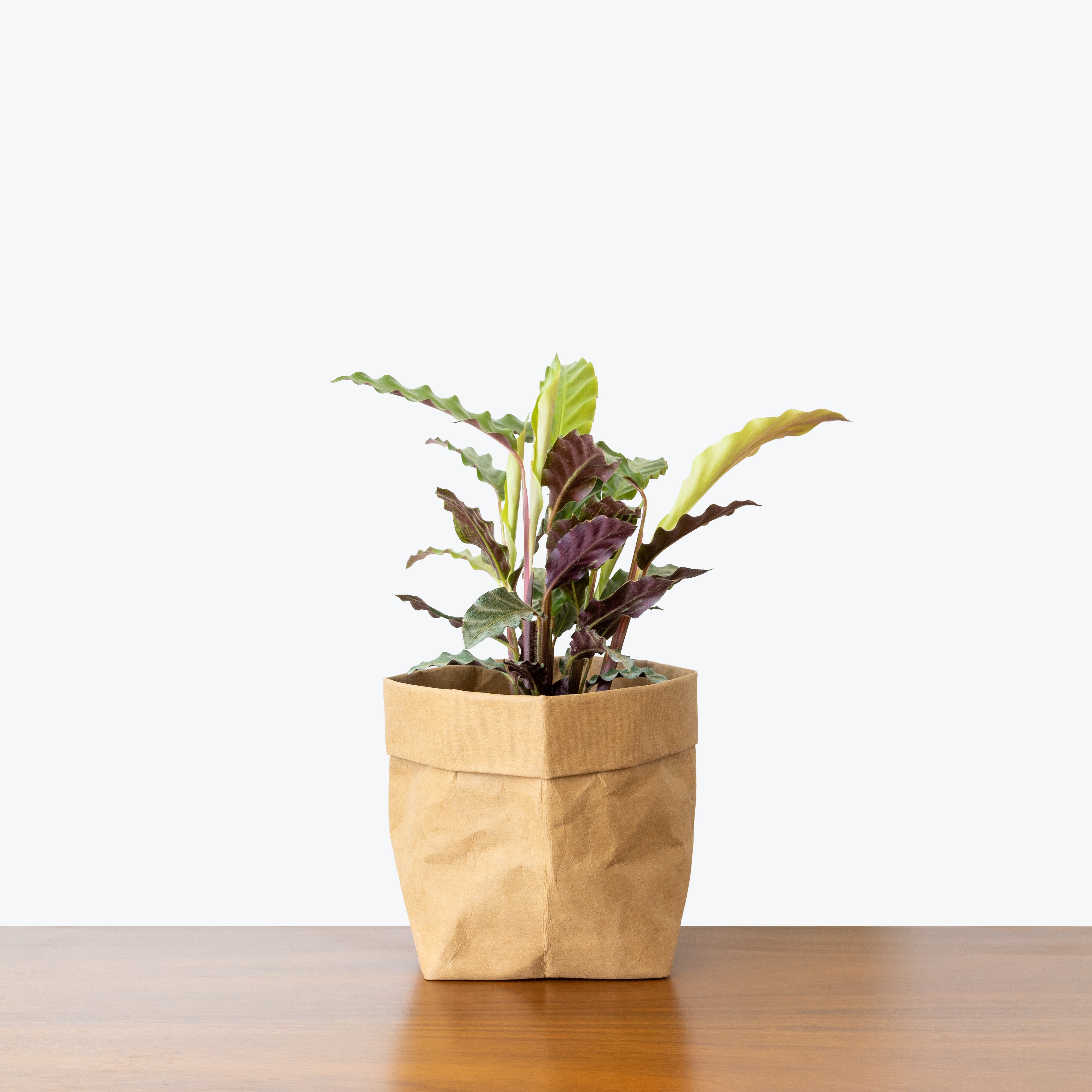 Calathea Rufibarba Velvet - Toronto House Plant Delivery - JOMO Studio