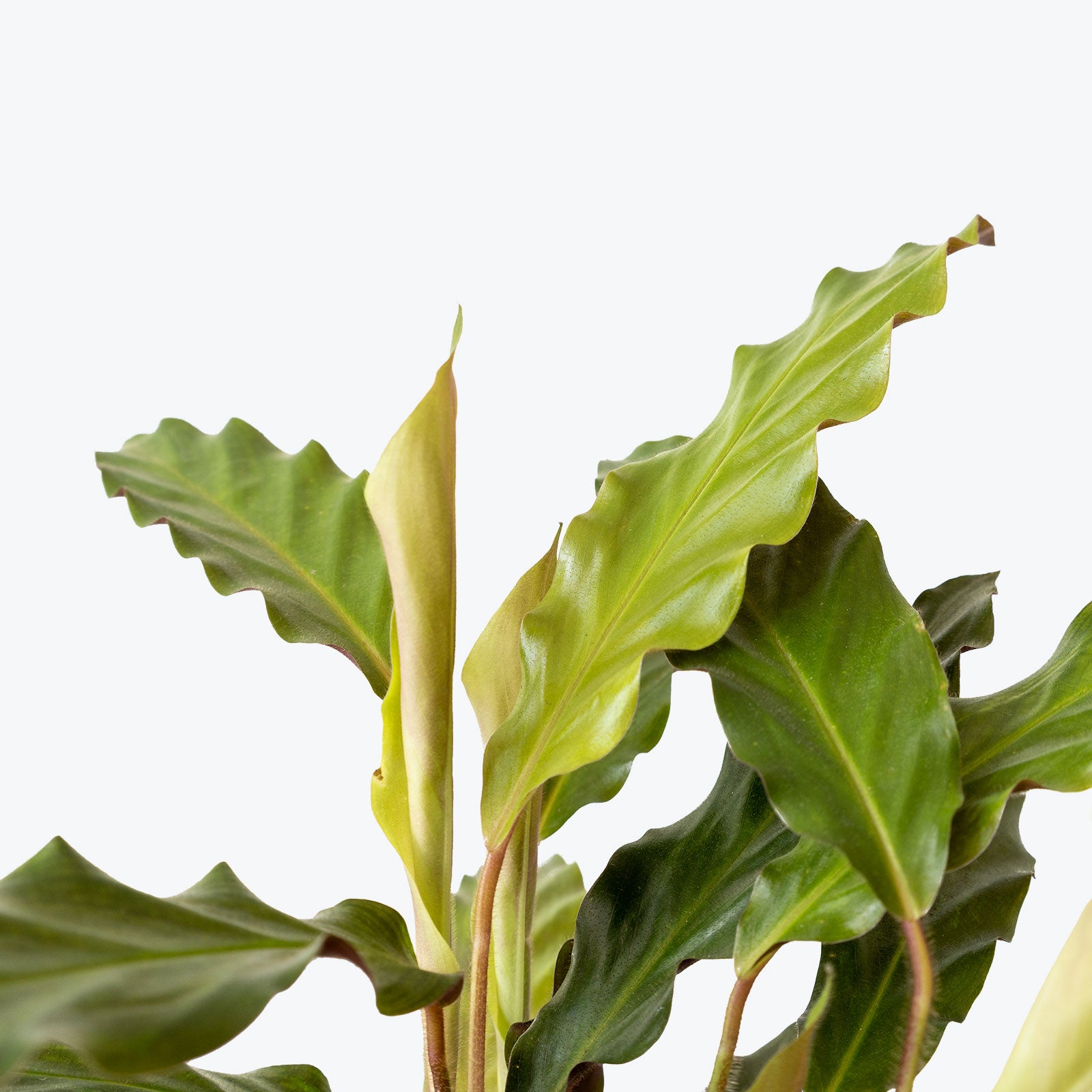 Calathea Rufibarba Velvet - Toronto House Plant Delivery - JOMO Studio