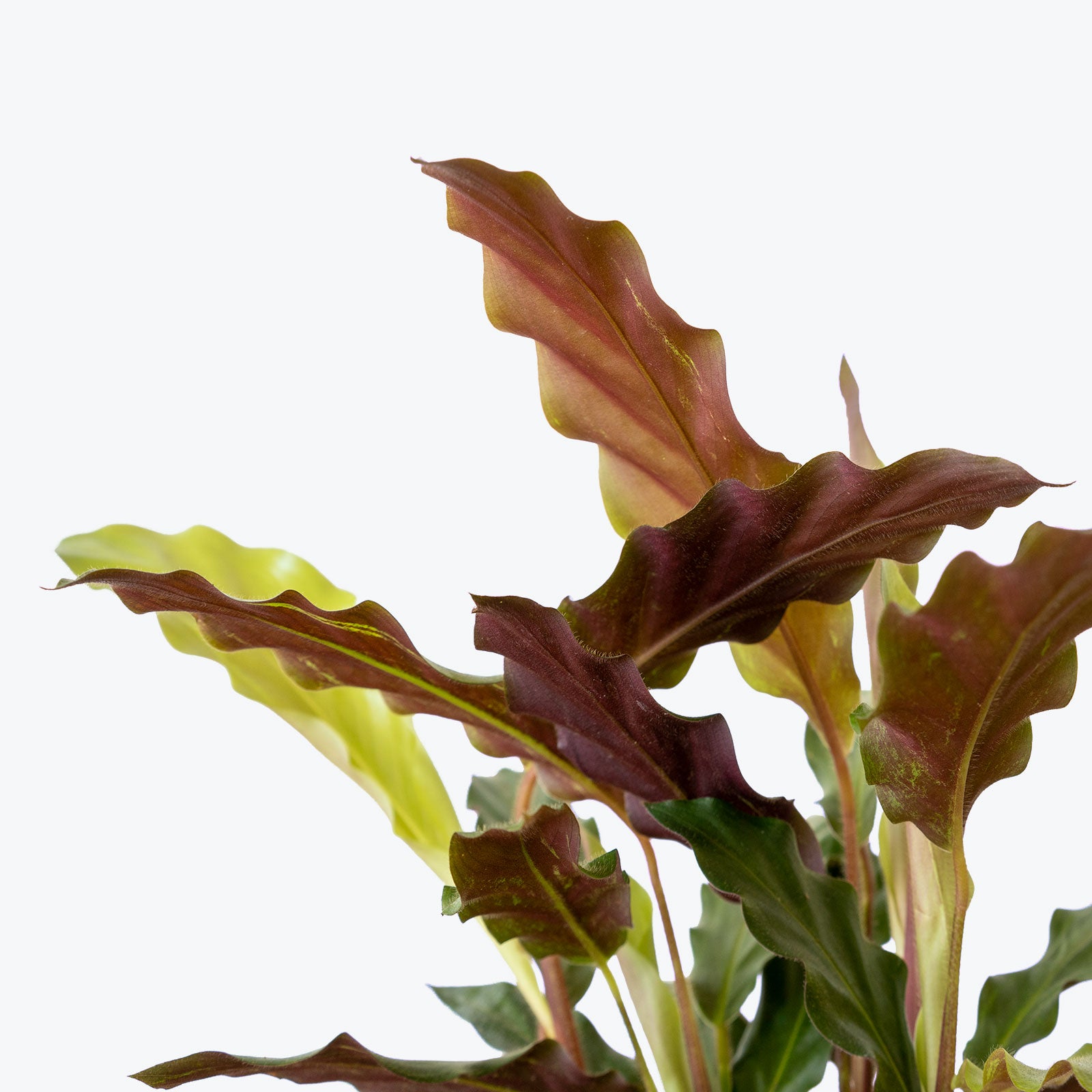 Calathea Rufibarba Velvet - Toronto House Plant Delivery - JOMO Studio