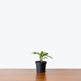 Calathea Vittata — 4” Pot