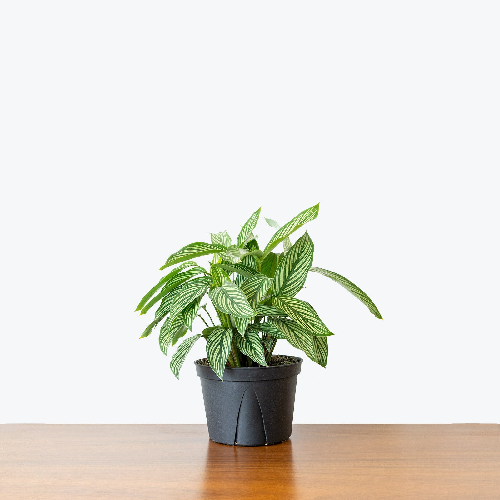 Calathea Vittata - Toronto House Plant Delivery - JOMO Studio