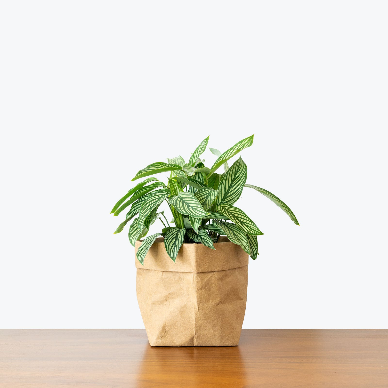 Calathea Vittata - Toronto House Plant Delivery - JOMO Studio