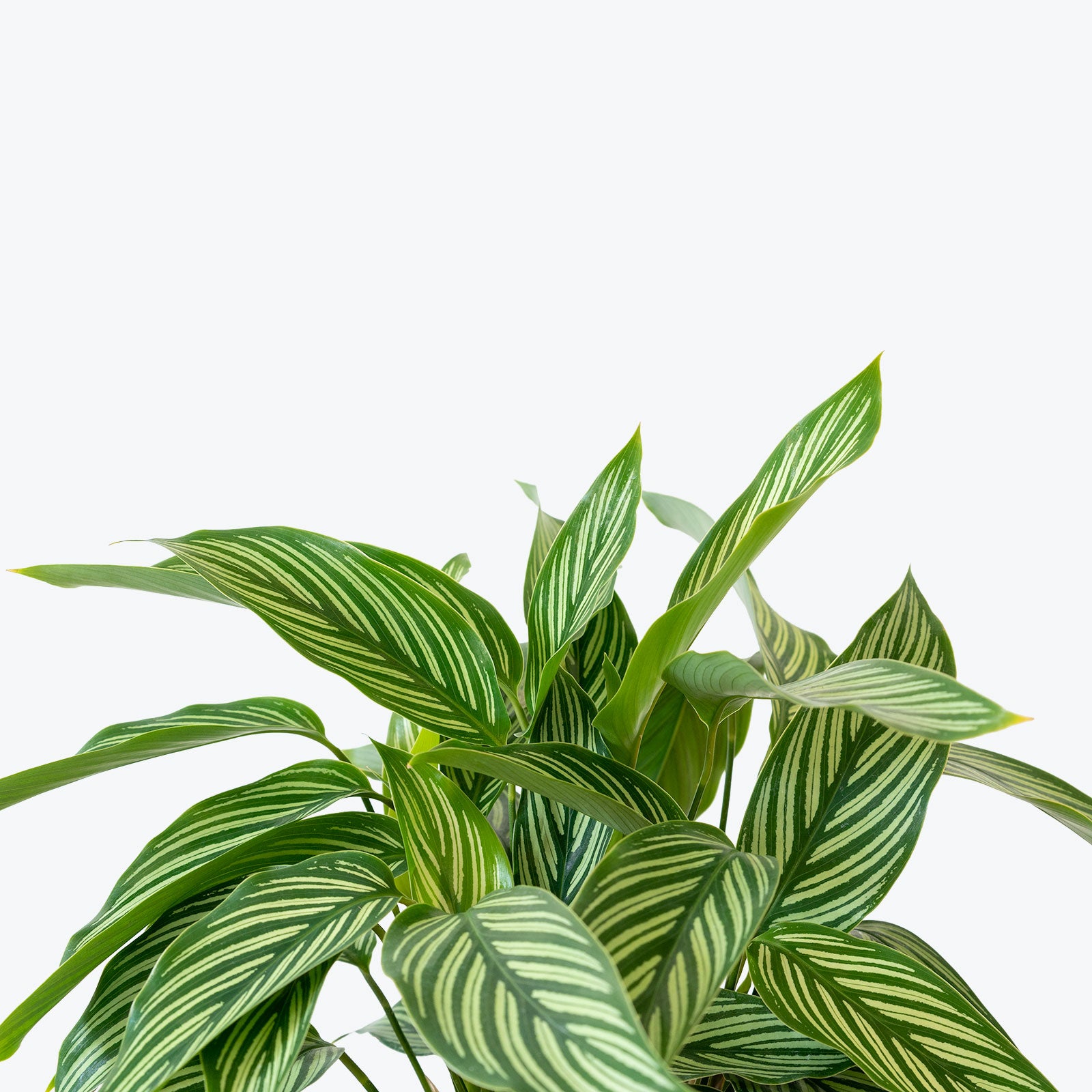 Calathea Vittata - Toronto House Plant Delivery - JOMO Studio