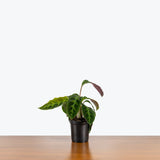 Calathea Warscewiczii — 4" Pot