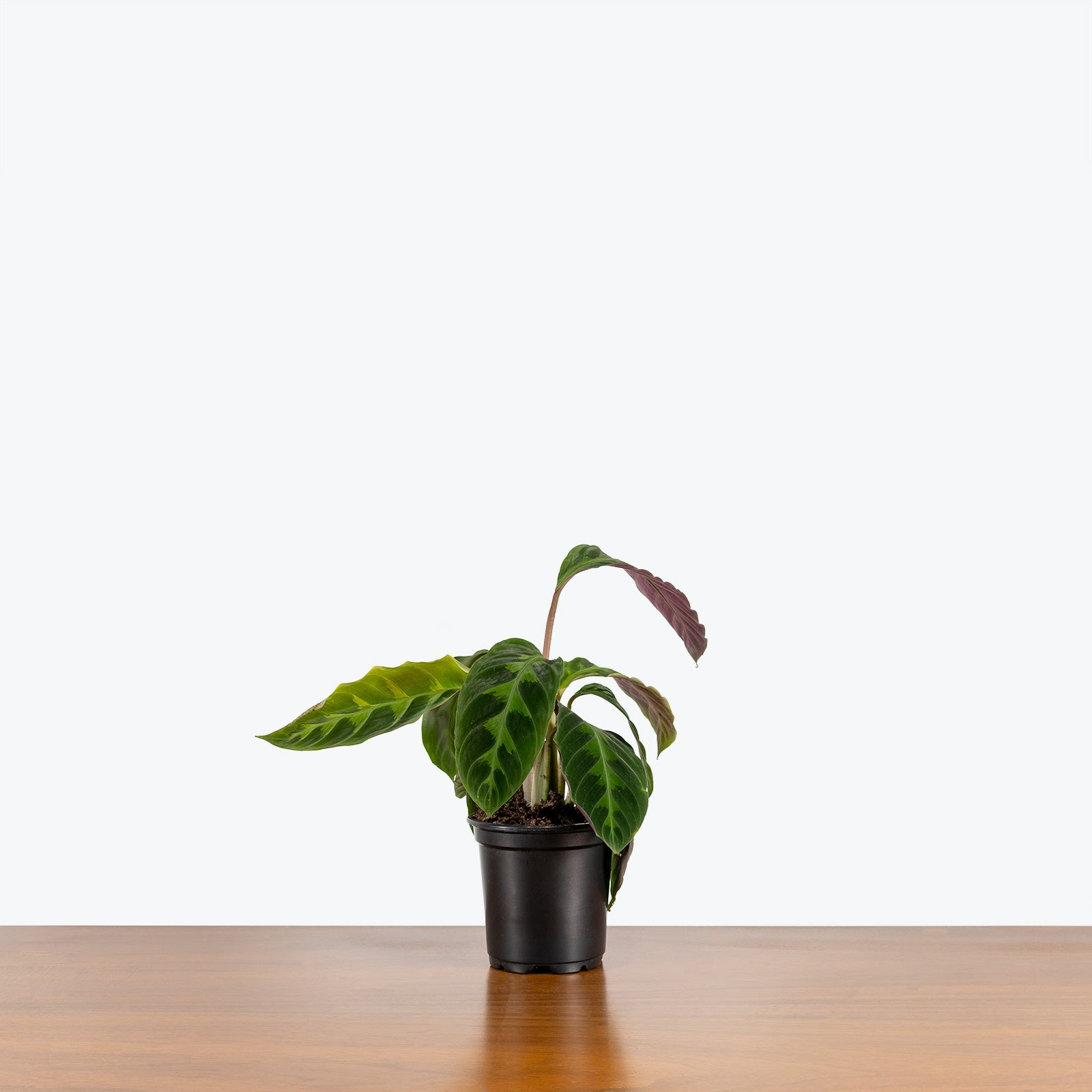 Calathea Warscewiczii - Jungle Velvet - Toronto House Plant Delivery - JOMO Studio