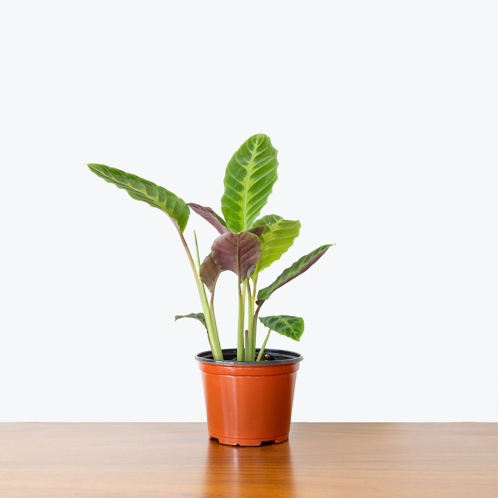 Calathea Warscewiczii - Jungle Velvet - Toronto House Plant Delivery - JOMO Studio