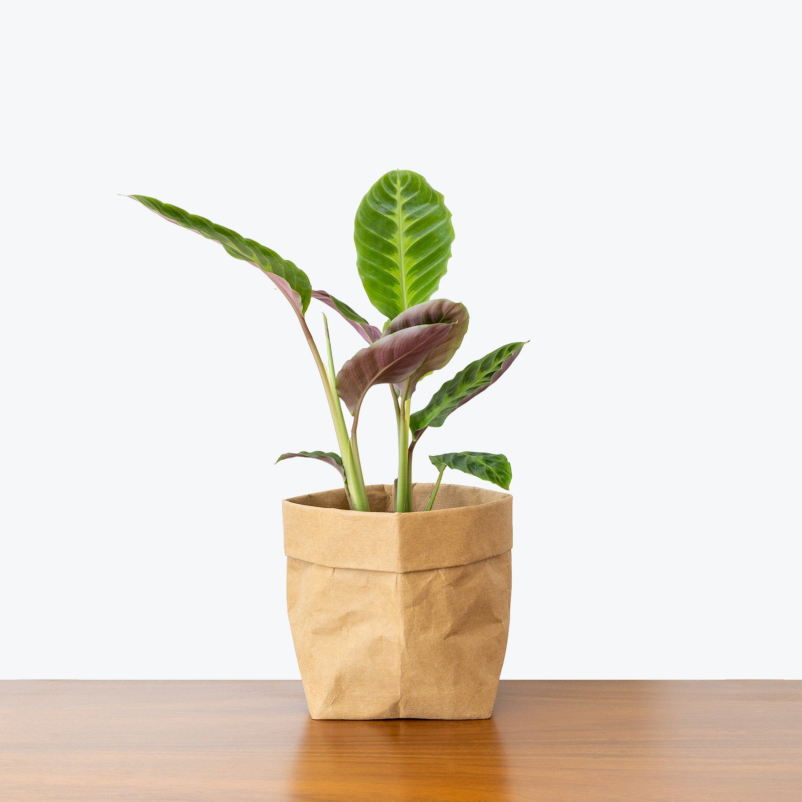 Calathea Warscewiczii - Jungle Velvet - Toronto House Plant Delivery - JOMO Studio