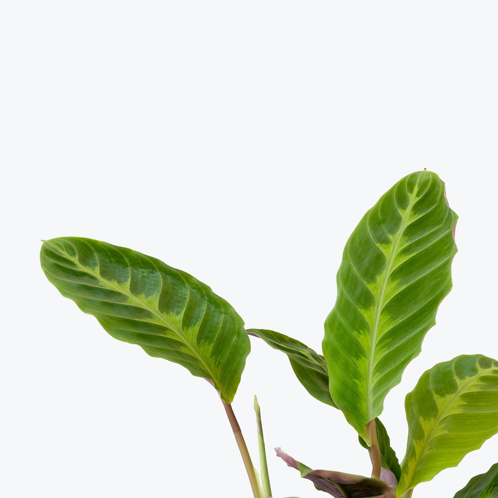 Calathea Warscewiczii - Jungle Velvet - Toronto House Plant Delivery - JOMO Studio