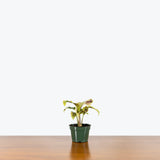 Calathea Yellow Fusion — 4” Pot (smaller than picture; blemish expected)