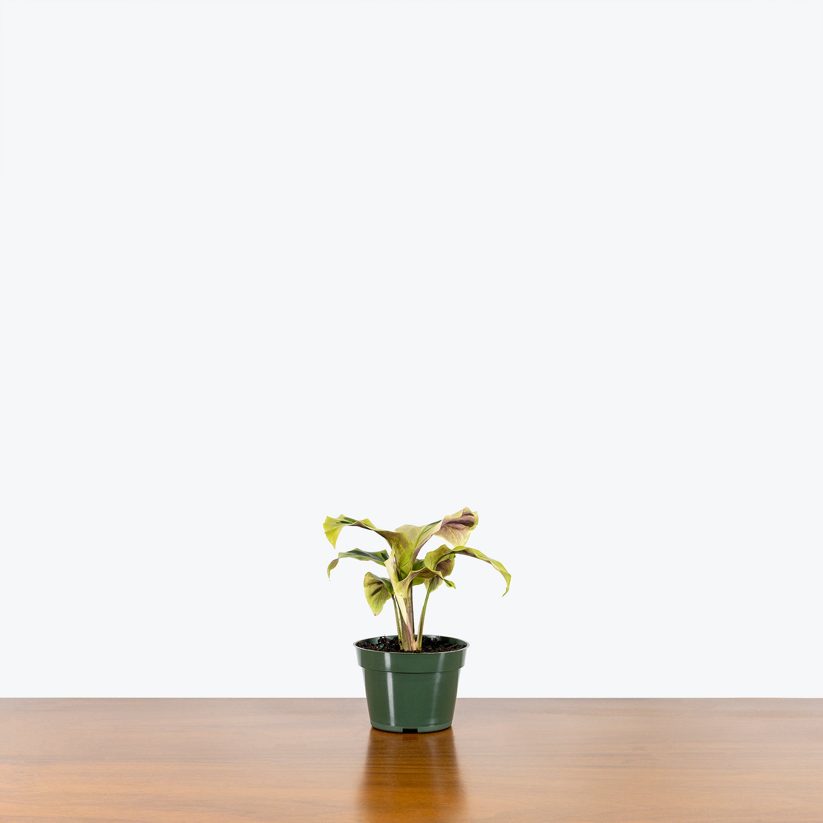 Calathea Yellow Fusion - Toronto House Plant Delivery - JOMO Studio