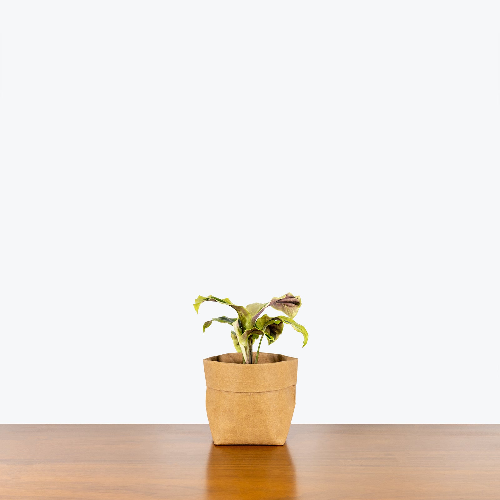 Calathea Yellow Fusion - Toronto House Plant Delivery - JOMO Studio