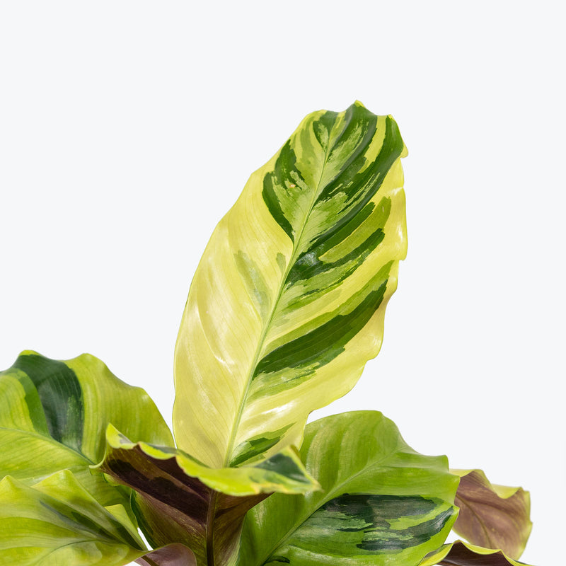 Calathea Yellow Fusion - Toronto House Plant Delivery - JOMO Studio