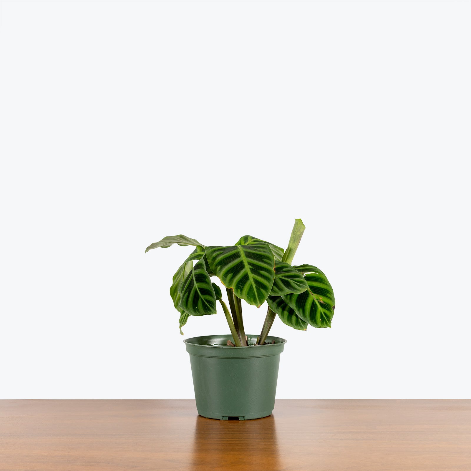 Calathea Zebrina - Toronto House Plant Delivery - JOMO Studio