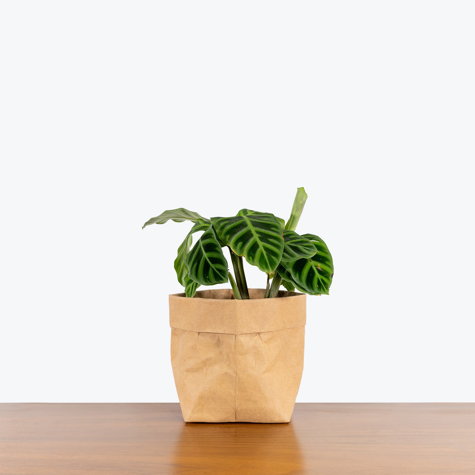 Calathea Zebrina - Toronto House Plant Delivery - JOMO Studio