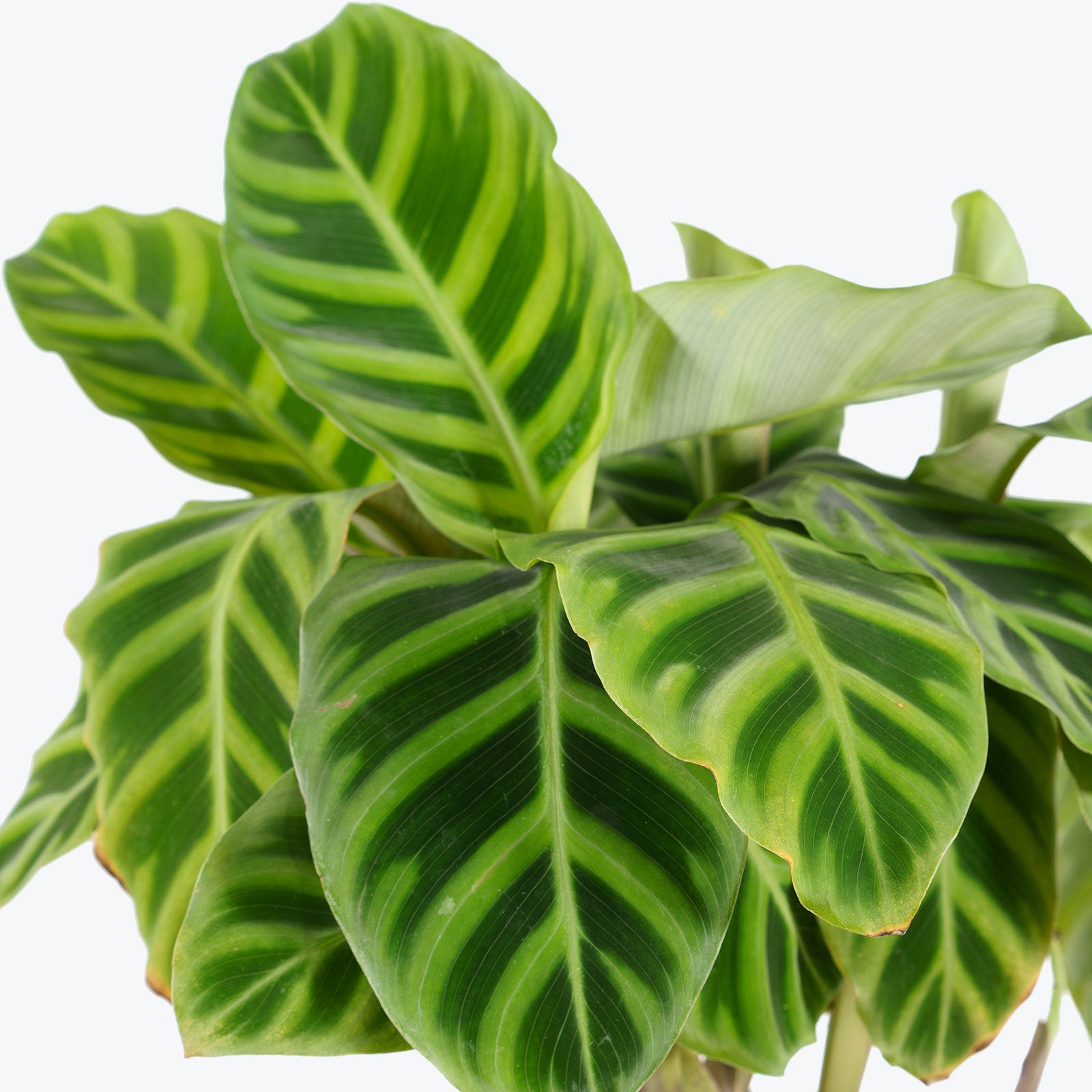 Calathea Zebrina - Toronto House Plant Delivery - JOMO Studio