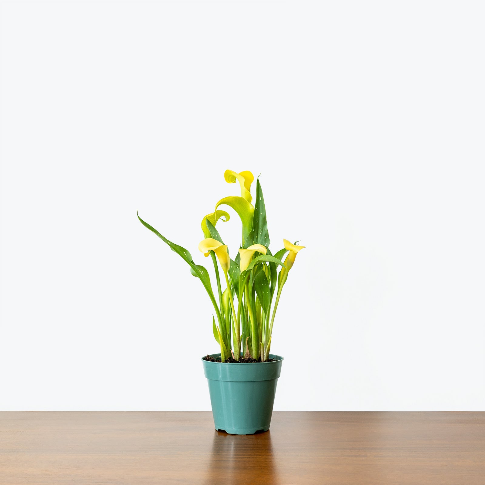 Calla Lily - Zantedeschia Aethiopica  - House Plants Delivery Toronto - JOMO Studio