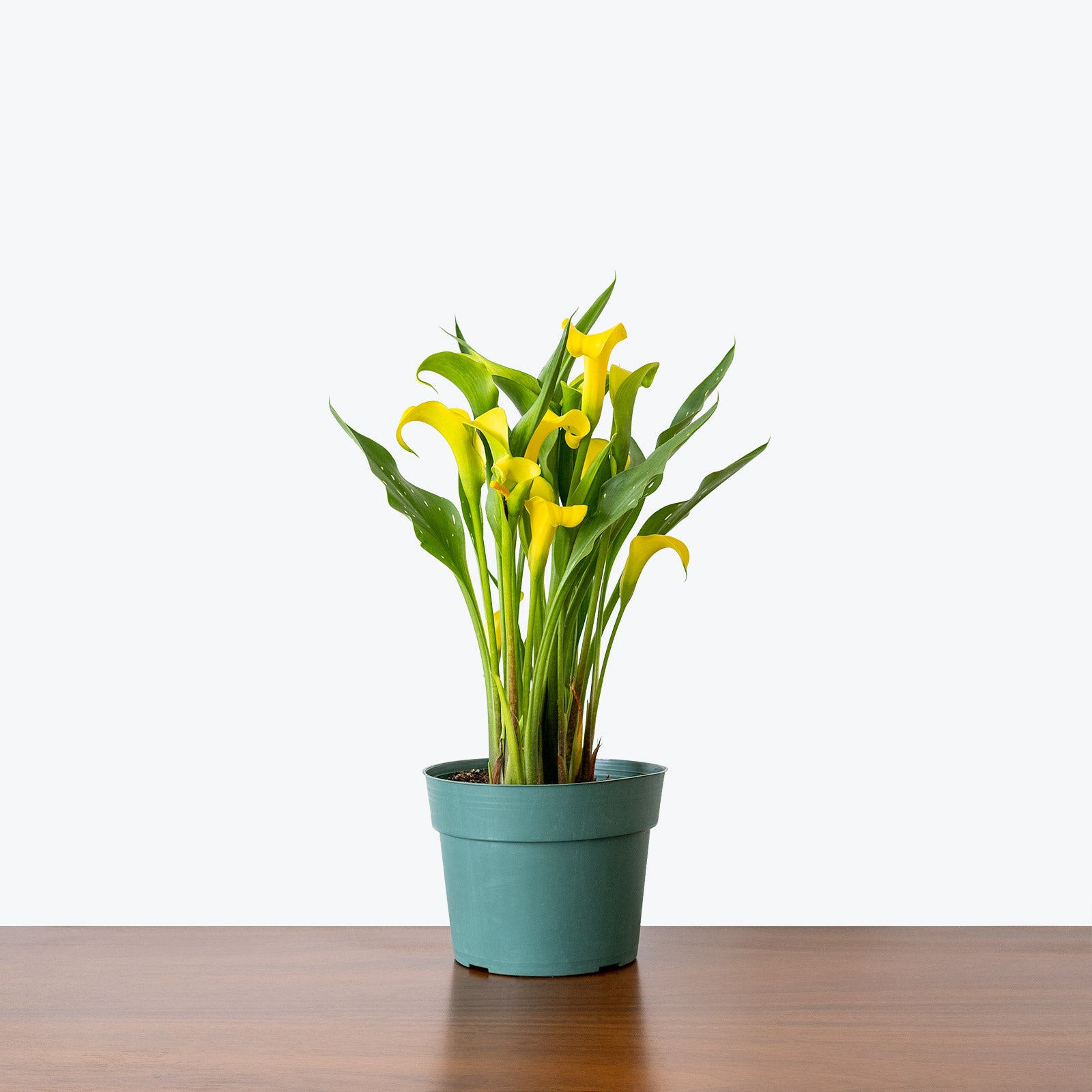 Calla Lily - Zantedeschia Aethiopica  - House Plants Delivery Toronto - JOMO Studio