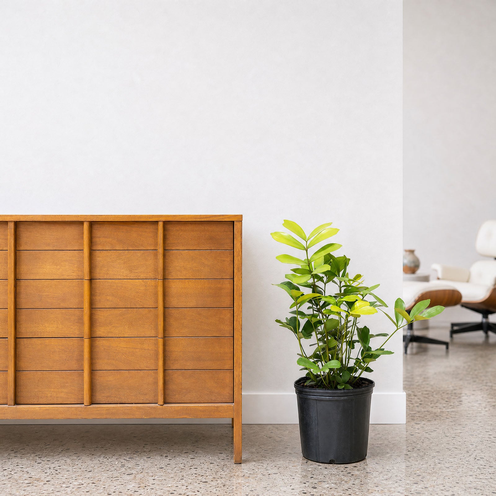 Cardboard Palm - Zamia furfuracea - House Plants Delivery Toronto - JOMO Studio