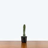 Caribbean Tree Cactus — 4" Pot