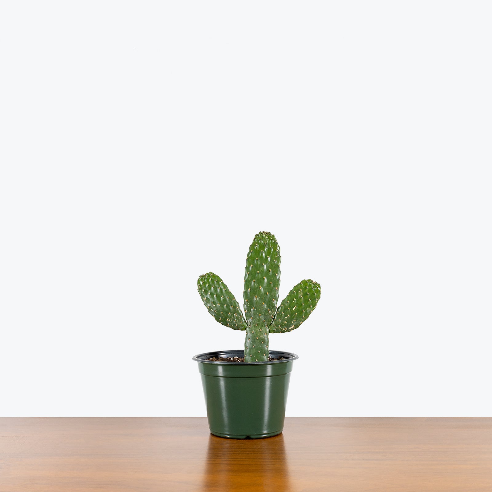 Caribbean Tree Cactus - House Plants Delivery Toronto - JOMO Studio