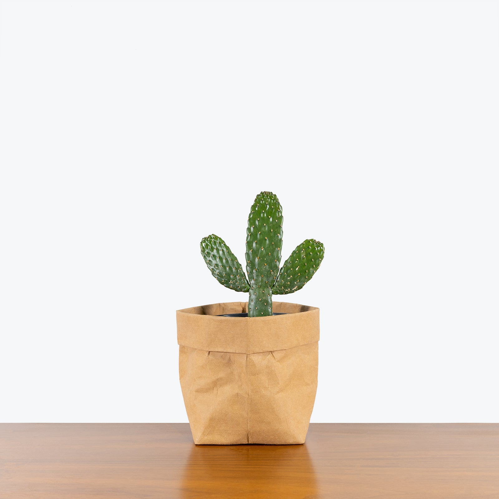 Caribbean Tree Cactus - House Plants Delivery Toronto - JOMO Studio