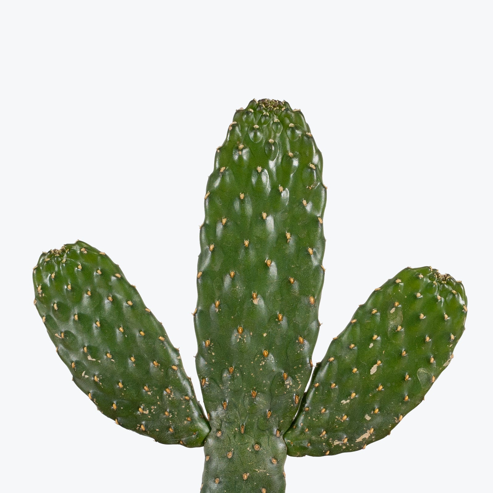 Caribbean Tree Cactus - House Plants Delivery Toronto - JOMO Studio