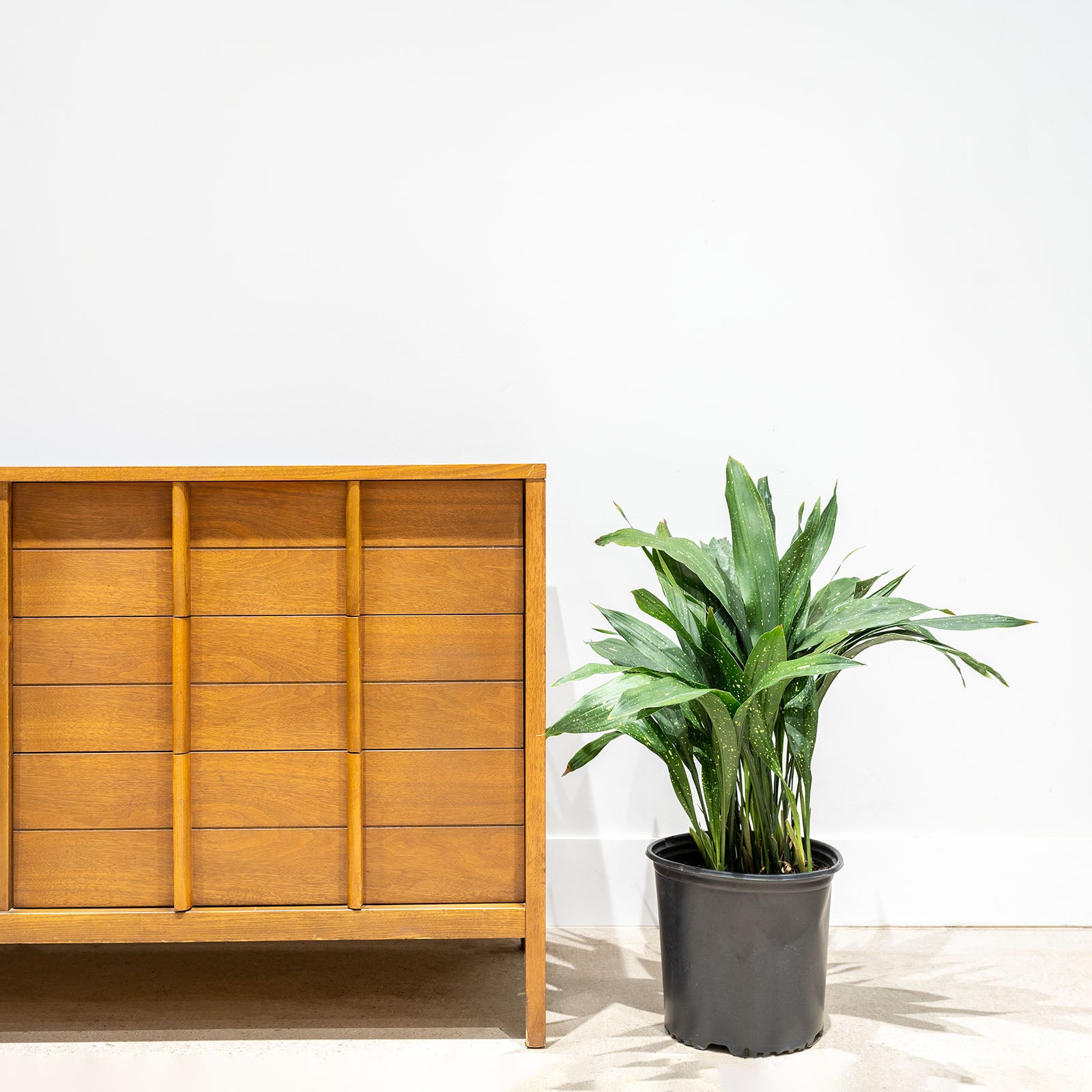 Cast Iron Milky Way plant - Aspidistra Elatior - House Plants Delivery Toronto - JOMO Studio