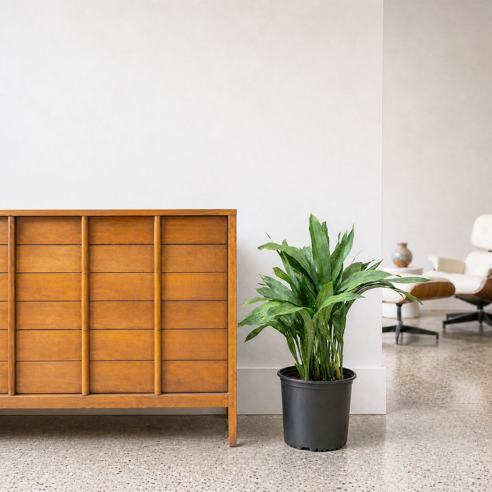 Cast Iron Milky Way plant - Aspidistra Elatior - House Plants Delivery Toronto - JOMO Studio