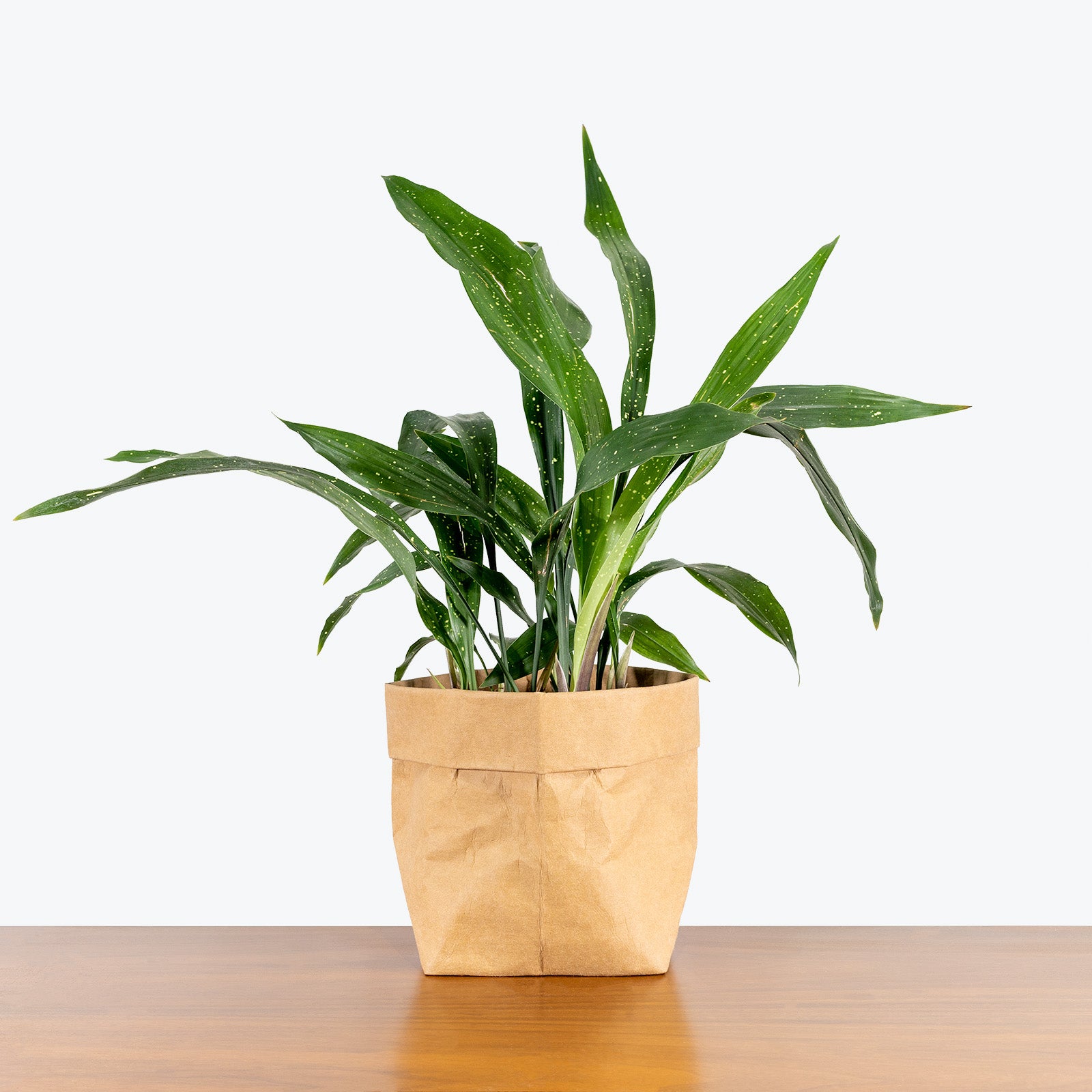 cast iron house plant Cast Iron Milky Way plant - Aspidistra Elatior - House Plants Delivery Toronto