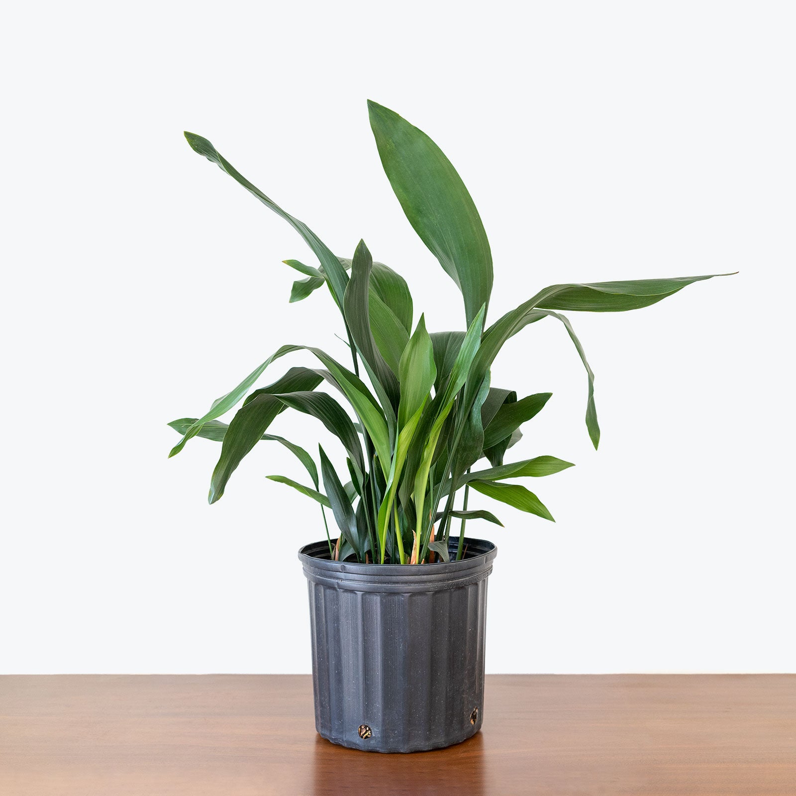 Cast Iron plant | Aspidistra Elatior | Care Guide and Pro Tips - Delivery from Toronto across Canada - JOMO Studio