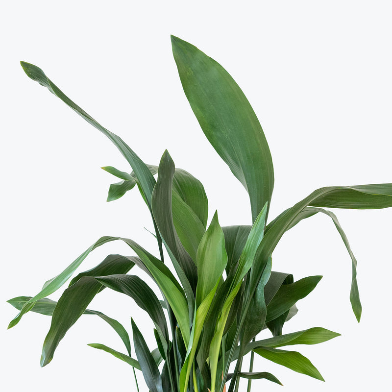 Cast Iron plant - Aspidistra Elatior -  House Plants Delivery Toronto - JOMO Studio