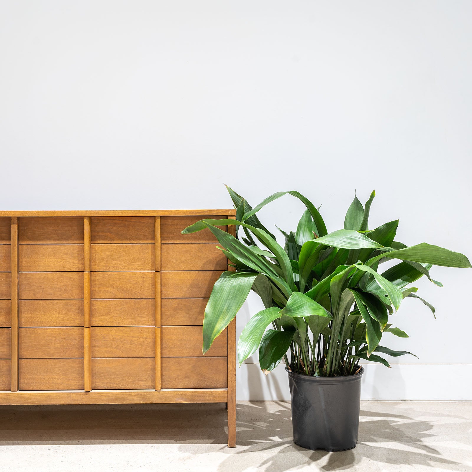 Cast Iron plant - Aspidistra Elatior -  House Plants Delivery Toronto - JOMO Studio