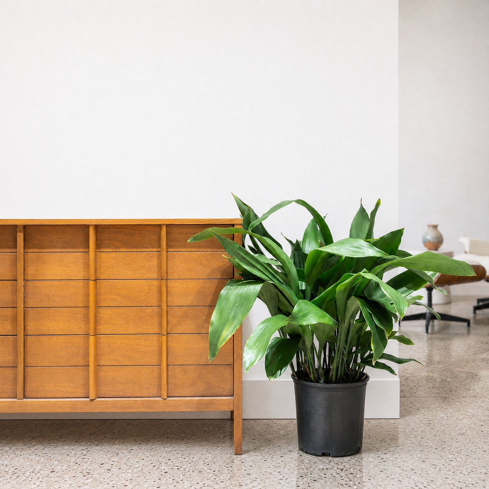 Cast Iron plant | Aspidistra Elatior | Care Guide and Pro Tips - Delivery from Toronto across Canada - JOMO Studio