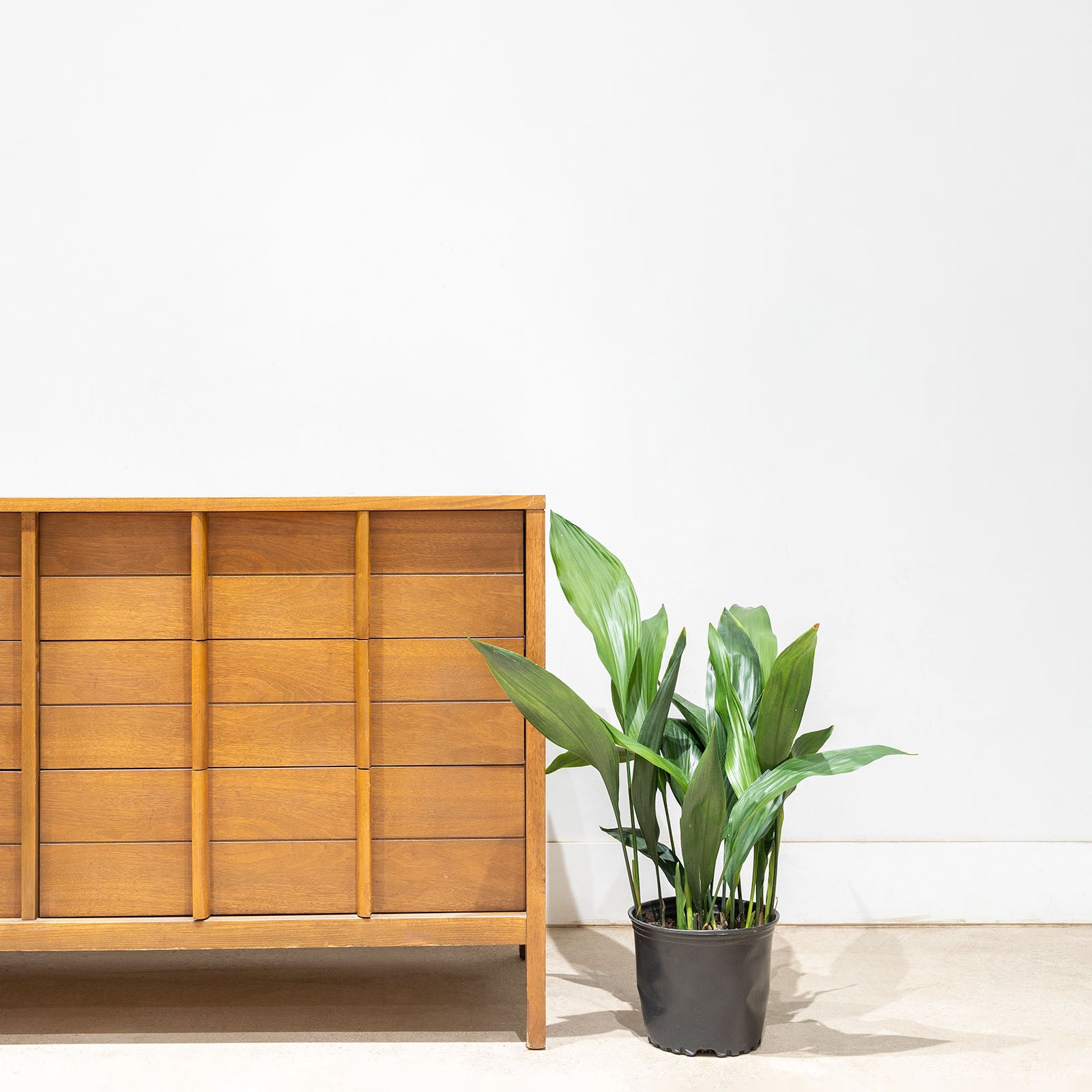 Cast Iron plant | Aspidistra Elatior | Care Guide and Pro Tips - Delivery from Toronto across Canada - JOMO Studio