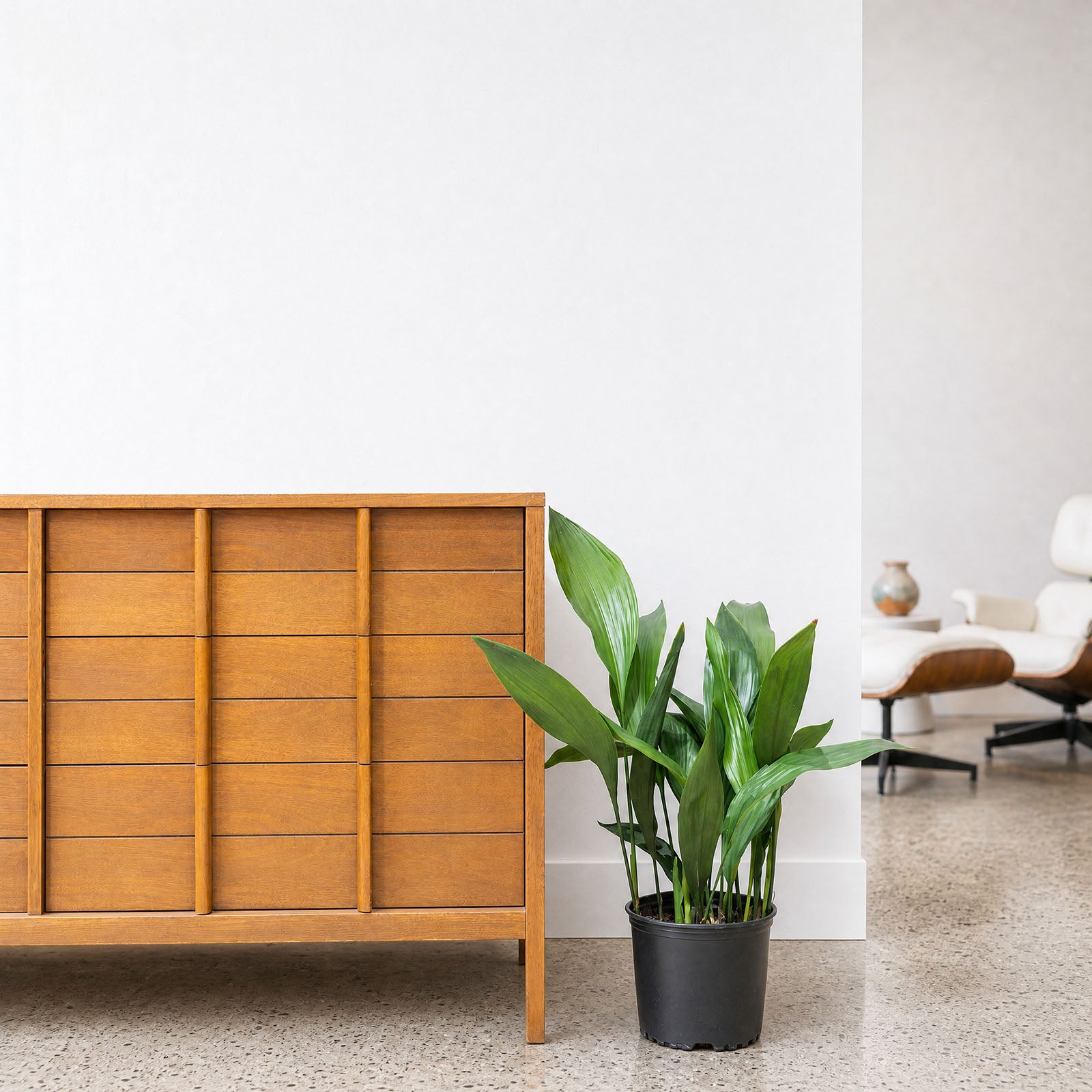 Cast Iron plant | Aspidistra Elatior | Care Guide and Pro Tips - Delivery from Toronto across Canada - JOMO Studio
