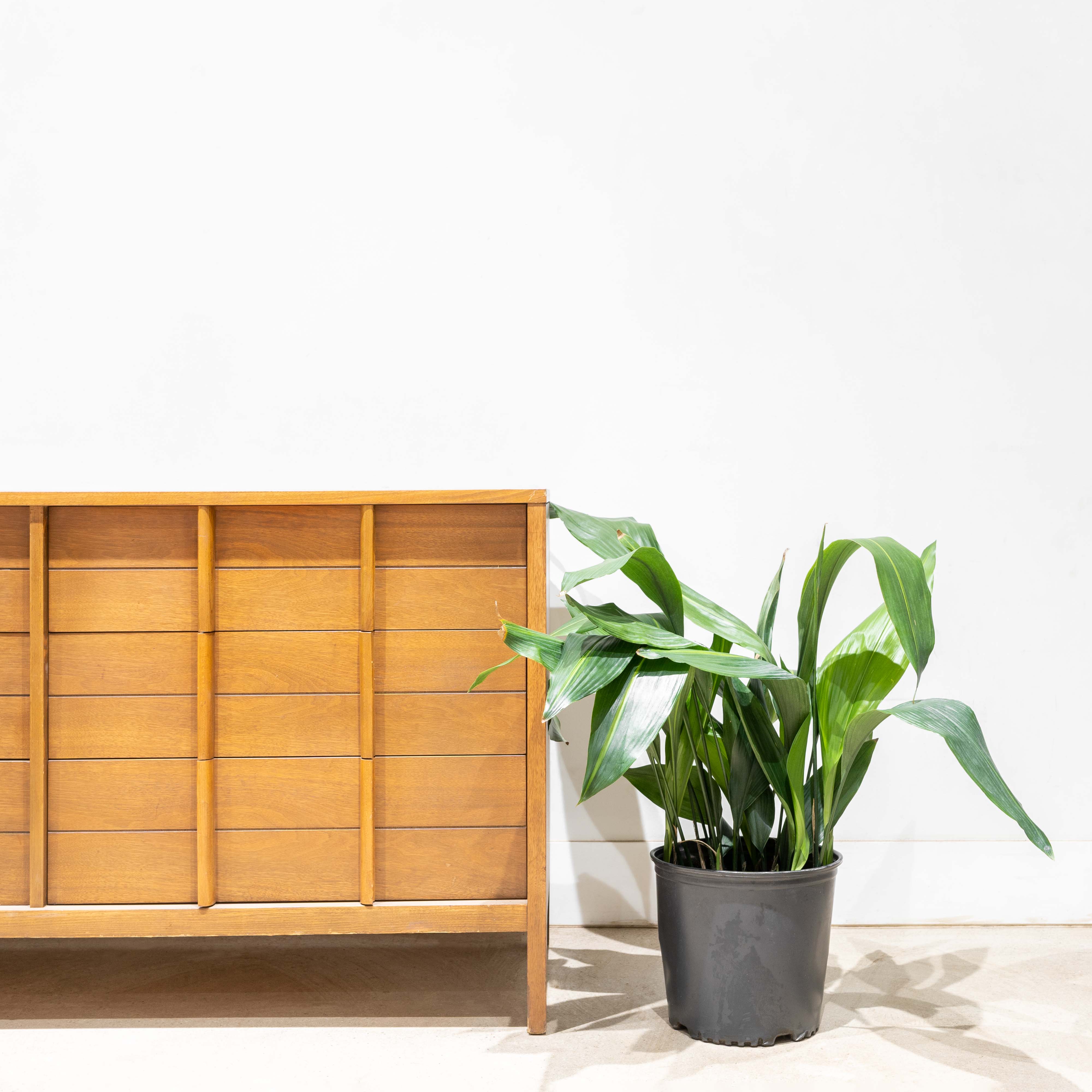 Cast Iron Plant Variegata - Aspidistra Elatior Variegata - House Plants Delivery Toronto - JOMO Studio