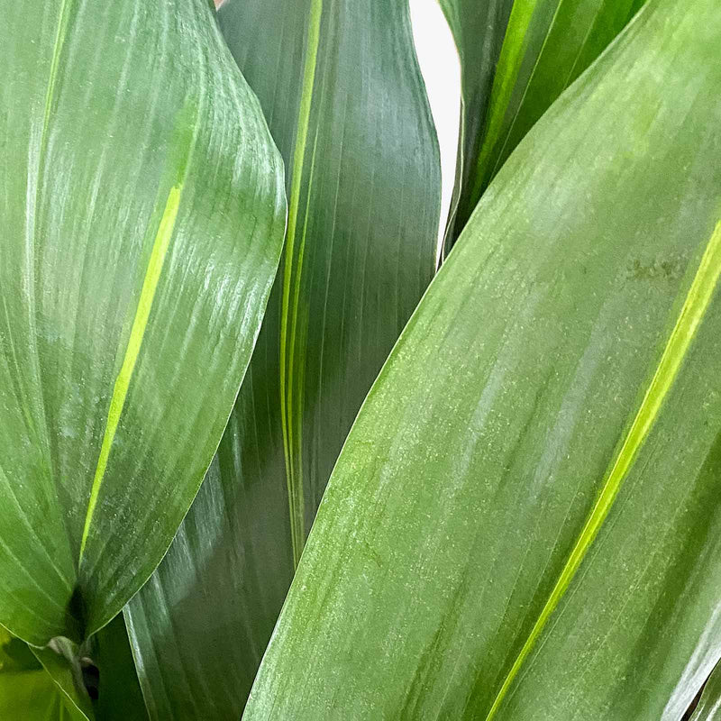 Cast Iron Plant Variegata - Aspidistra Elatior Variegata -  House Plants Delivery Toronto - JOMO Studio