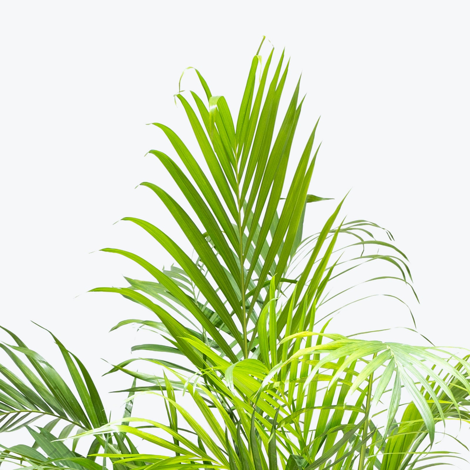 Cat Palm - Chamaedorea Cataractarum - House Plants Delivery Toronto - JOMO Studio