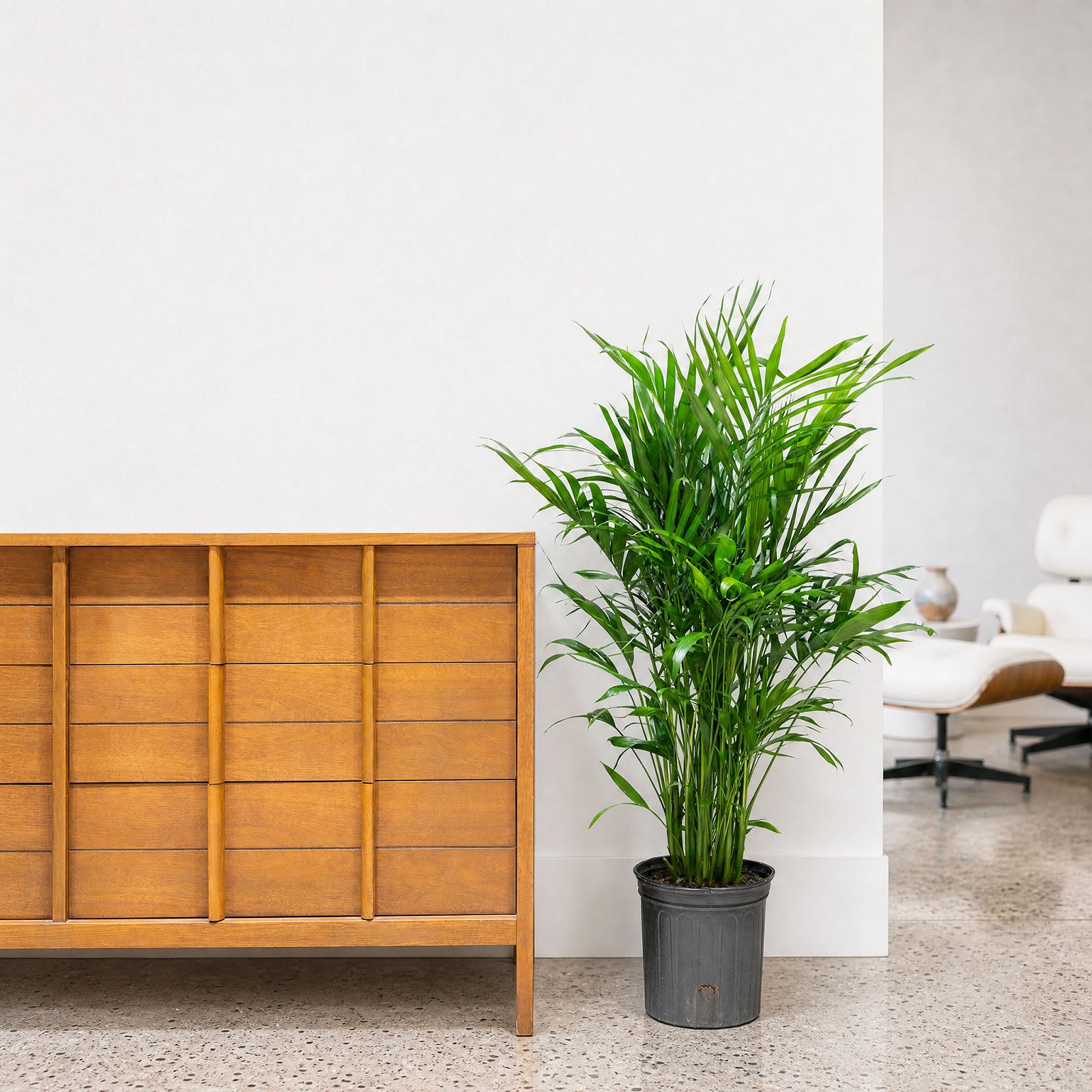 Cat Palm - Chamaedorea Cataractarum - House Plants Delivery Toronto - JOMO Studio