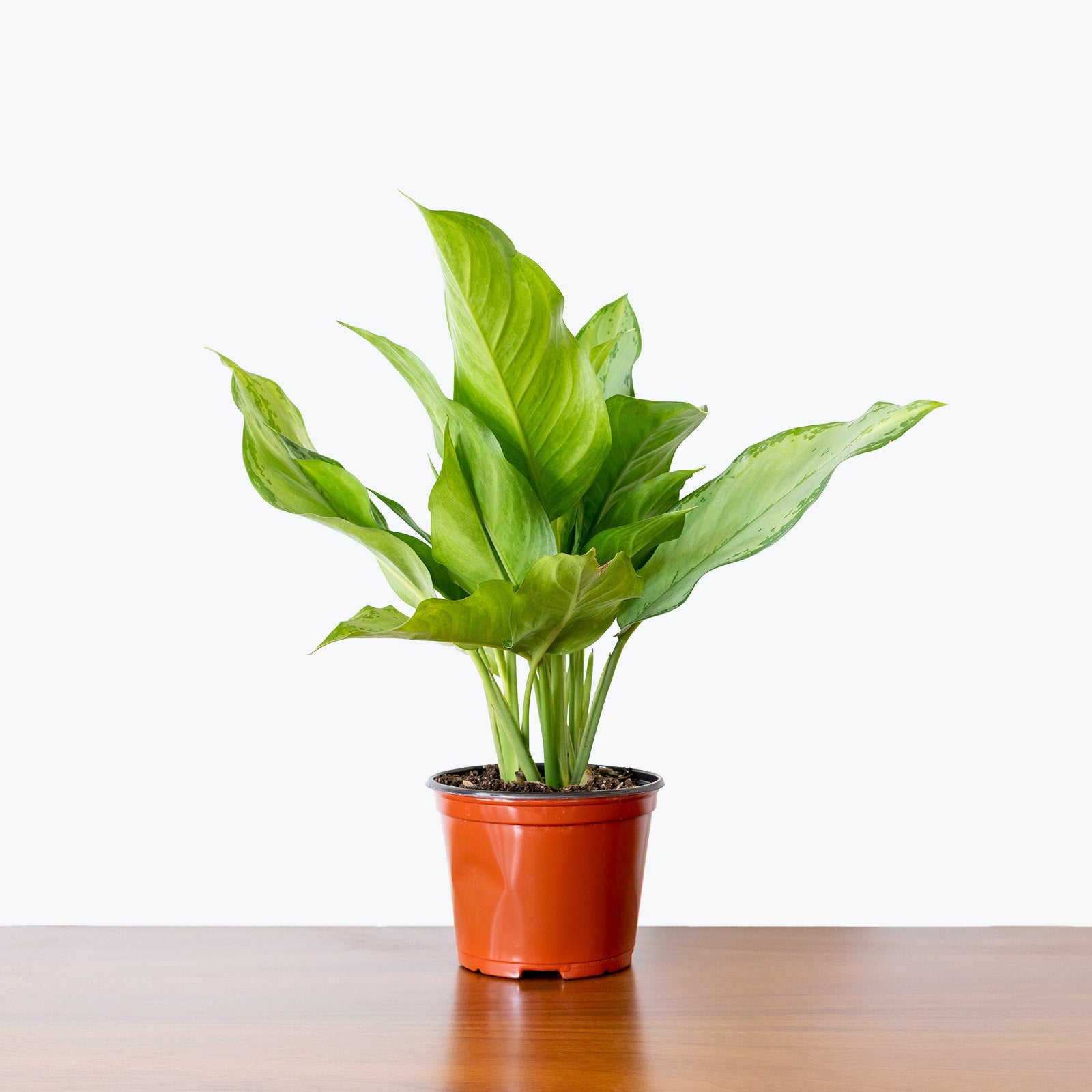 Chinese Evergreen BJ Freeman - House Plants Delivery Toronto - JOMO Studio