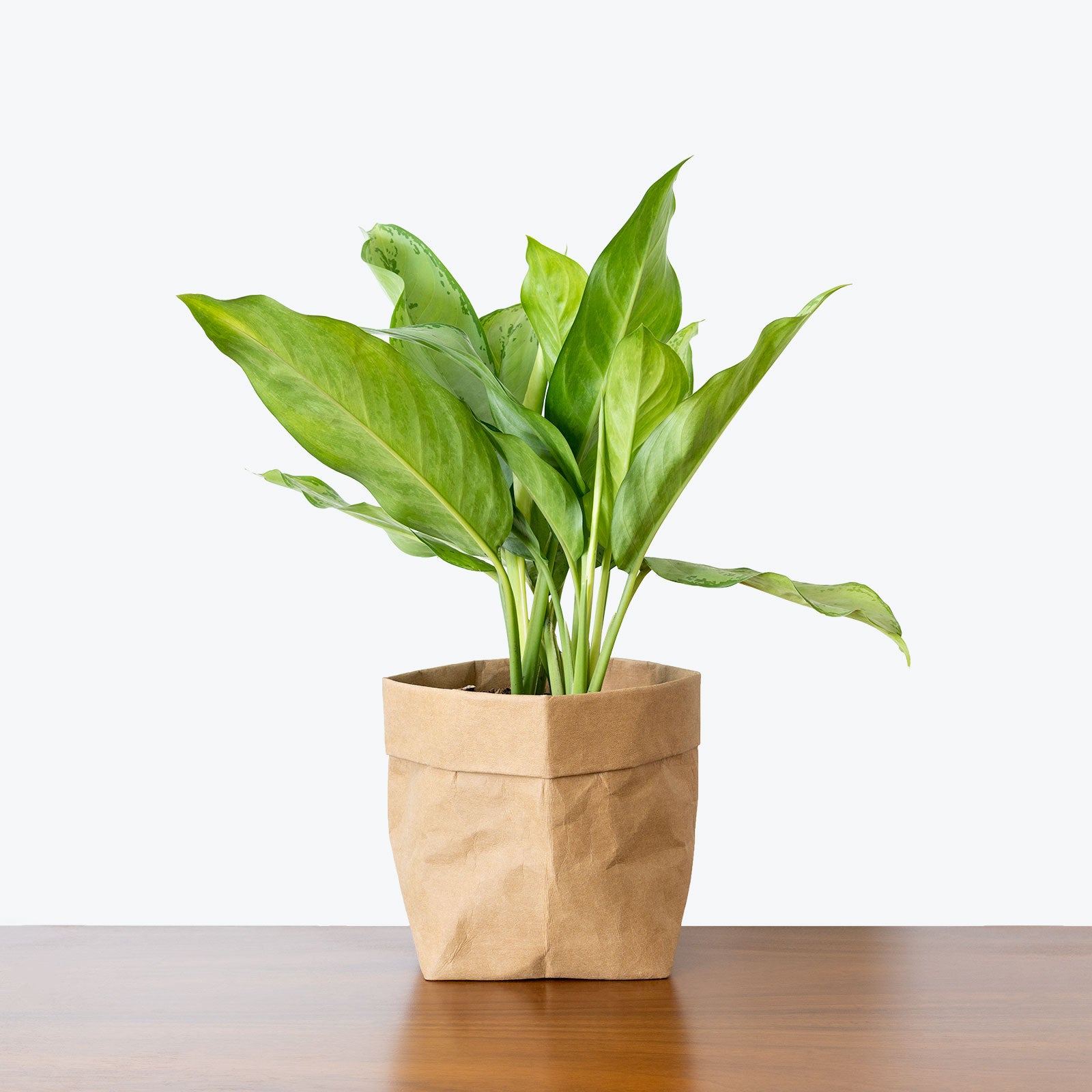 Chinese Evergreen BJ Freeman - House Plants Delivery Toronto - JOMO Studio