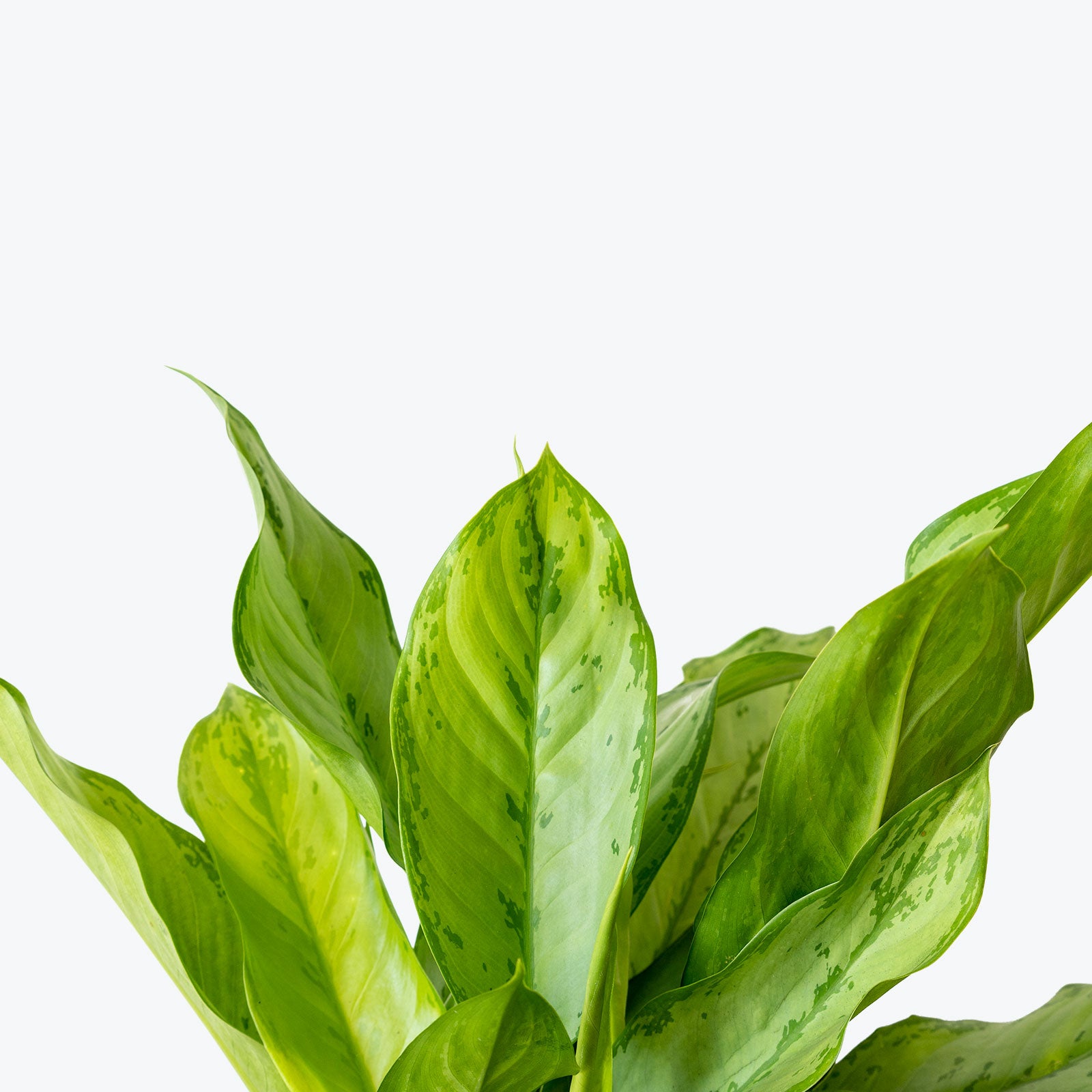 Chinese Evergreen BJ Freeman - House Plants Delivery Toronto - JOMO Studio